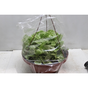 PEPEROMIA SCANDENS C32