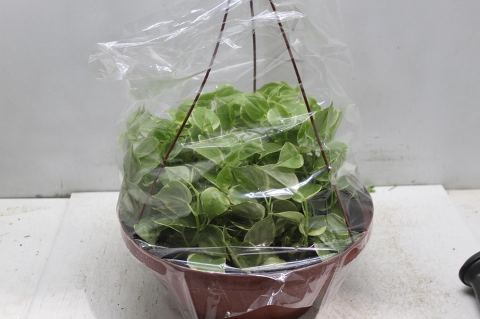 PEPEROMIA SCANDENS C32