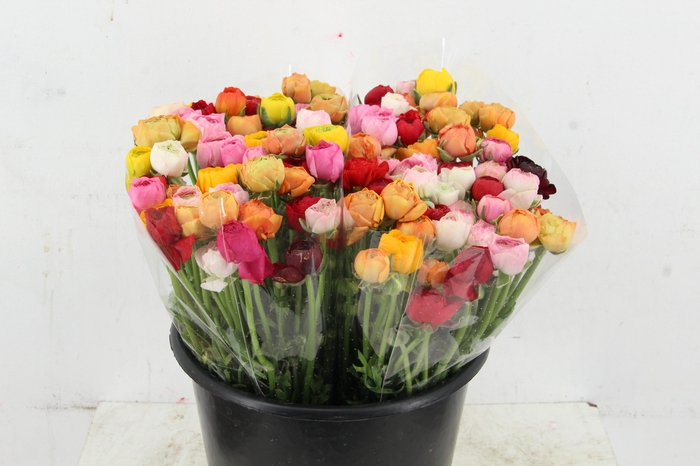 <h4>RAN ELEGANCE MIX</h4>