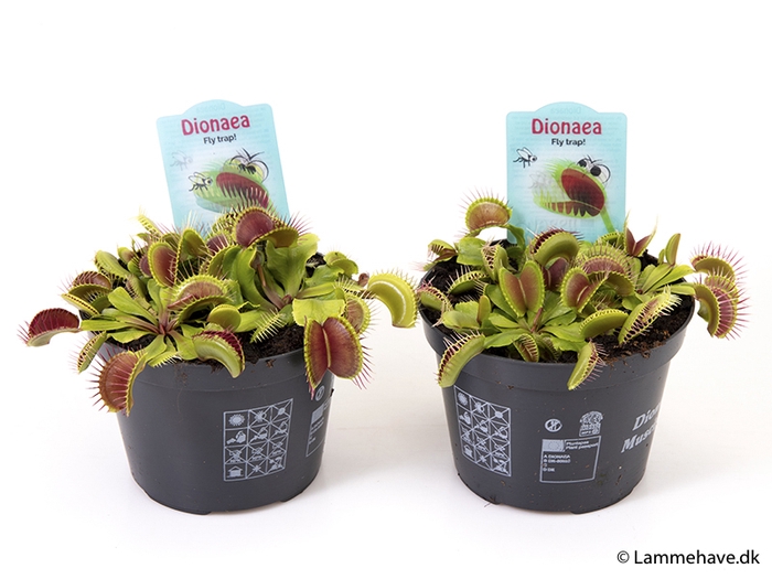 DIONAEA MUSCIPULA P12