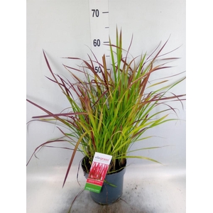 Imperata cylindrica 'Red Baron'