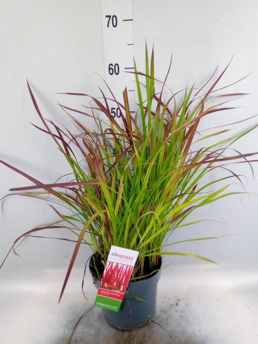 <h4>Imperata cylindrica 'Red Baron'</h4>