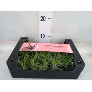 Tillandsia ionantha