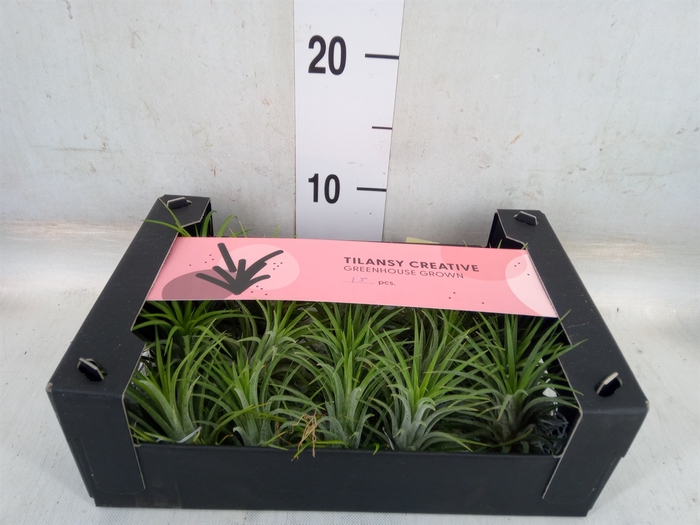 <h4>Tillandsia ionantha</h4>