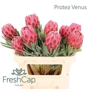 Protea Venus