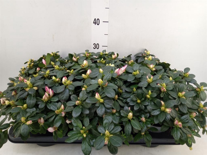 <h4>Rhododendron sim.   ...</h4>