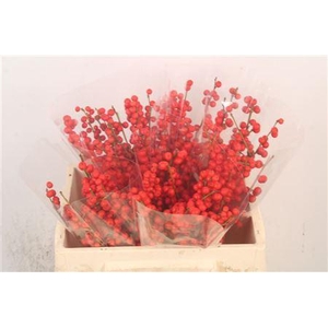 Ilex Verticilata Red