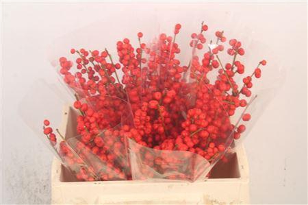 <h4>Ilex Verticilata Red</h4>