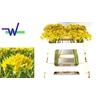 Allium Moly Jeannine