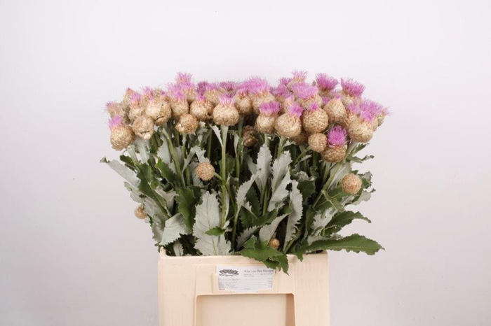 Centaurea Pulchra Major Wim Hoogen