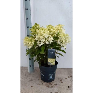 HYDR PANICULATA P23 12+