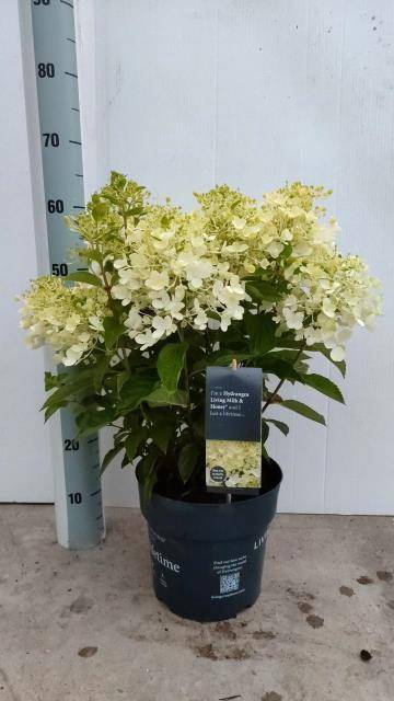 <h4>HYDR PANICULATA P23 12+</h4>