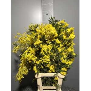 Acacia D Mirandole Pointe Giallo