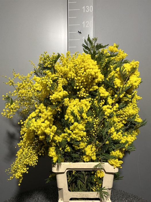 <h4>Acacia D Mirandole Pointe Giallo</h4>