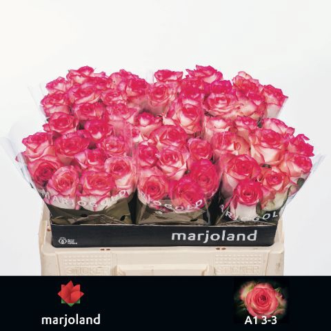 <h4>R Gr Jumilia Marjoland 33</h4>
