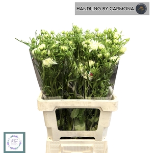 RAN N MODERNA GALAXY