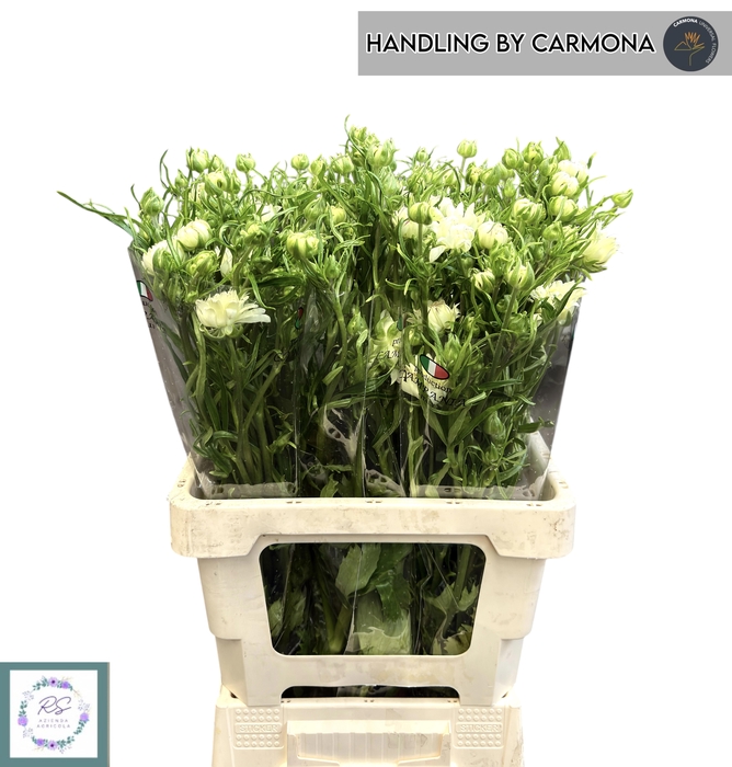 <h4>RAN N MODERNA GALAXY</h4>