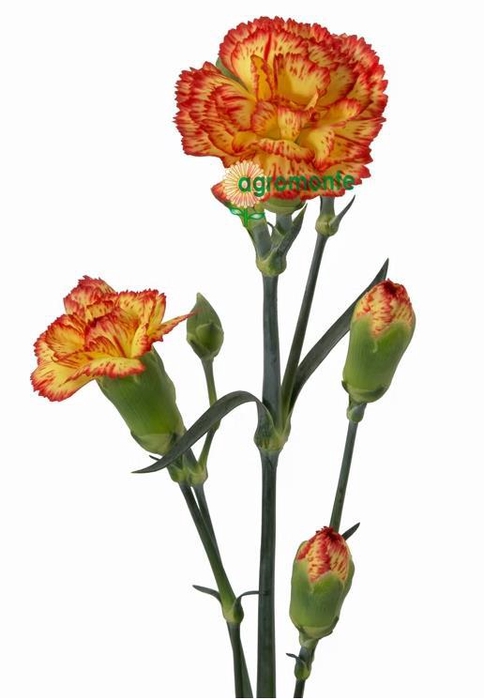 <h4>Di Tr Rosita</h4>