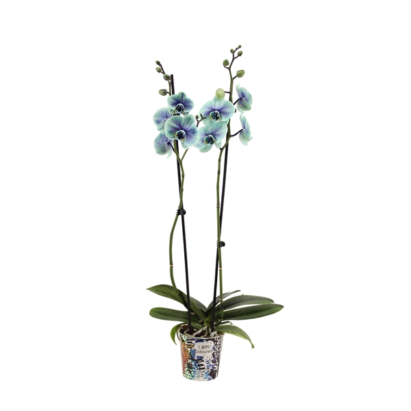 <h4>Potcover I Am Coloured Phal I Am Northern Light 2T14+</h4>