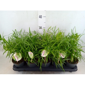 Asparagus falcatus