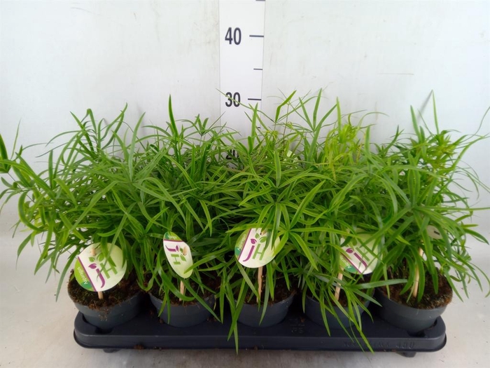 <h4>Asparagus falcatus</h4>