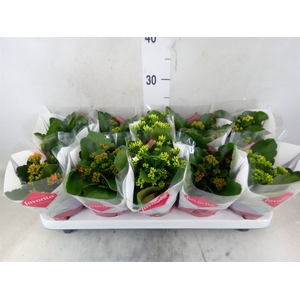 Kalanchoe blos.   ..mix 6
