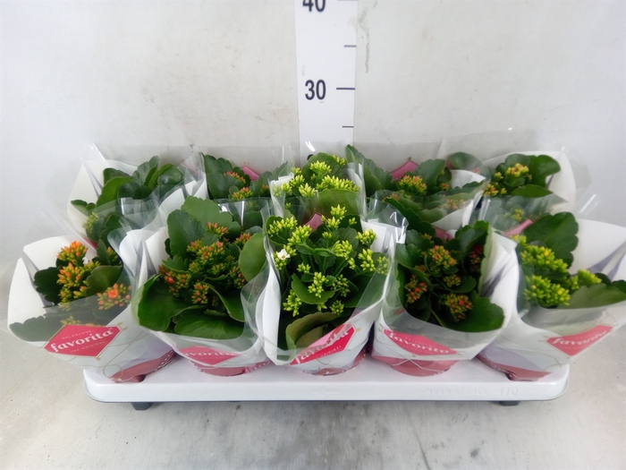 <h4>Kalanchoe blos.   ..mix 6</h4>