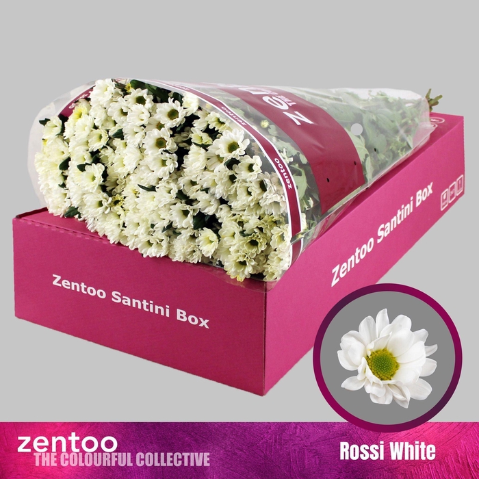<h4>Chrysanthemum SA 'Rossi White'</h4>
