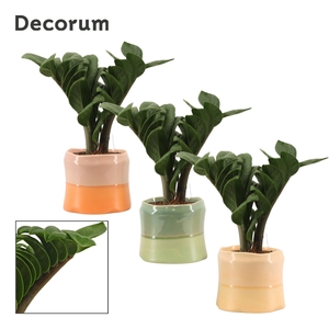 Zamioculcas Zenzi V-leaf 9 cm, 2 veren in Evita (Craft world-col