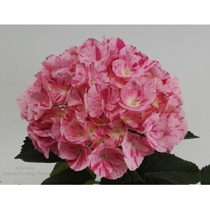 Hydrangea Hovaria