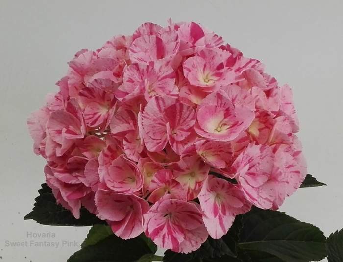 <h4>Hydrangea Hovaria</h4>