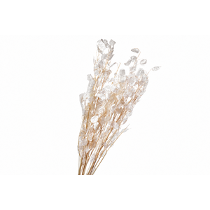 Dried Bleached Lunaria Seed Free
