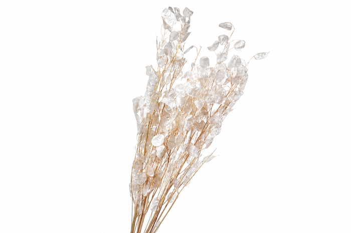<h4>Dried Bleached Lunaria Seed Free</h4>