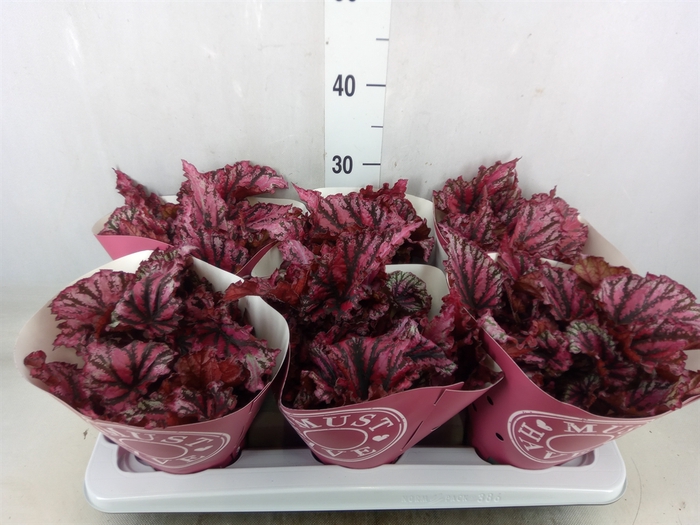 <h4>Begonia BD 'MagicColours Lambada'</h4>