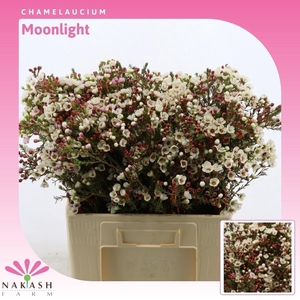 Chamelaucium Moonlight
