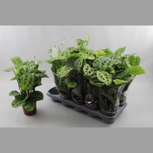 MARANTA KERCHOVEANA