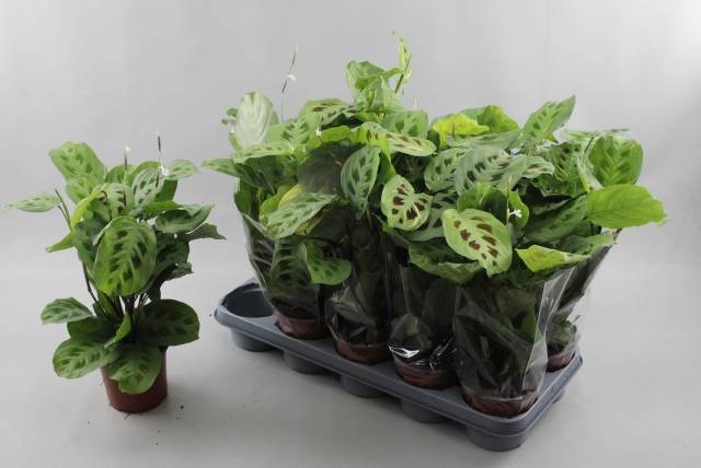 <h4>MARANTA KERCHOVEANA</h4>