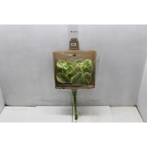 ANTHURIUM PISTACHE 6/7.5 025 CM DIAM MIN 6 CM VERDE