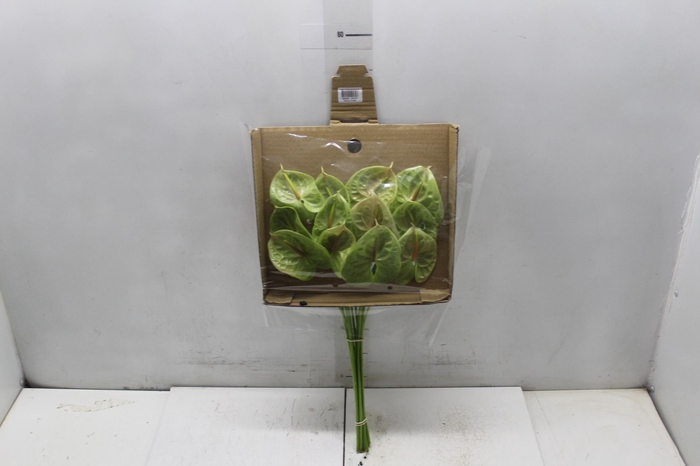 <h4>ANTHURIUM PISTACHE 6/7.5 025 CM DIAM MIN 6 CM VERDE</h4>