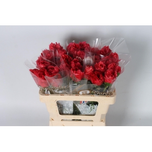 Paeonia Lorelei 50 cm