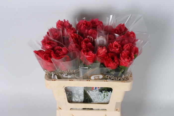 <h4>Paeonia Lorelei 50 cm</h4>