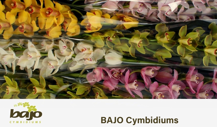 <h4>CYMB T GEM</h4>