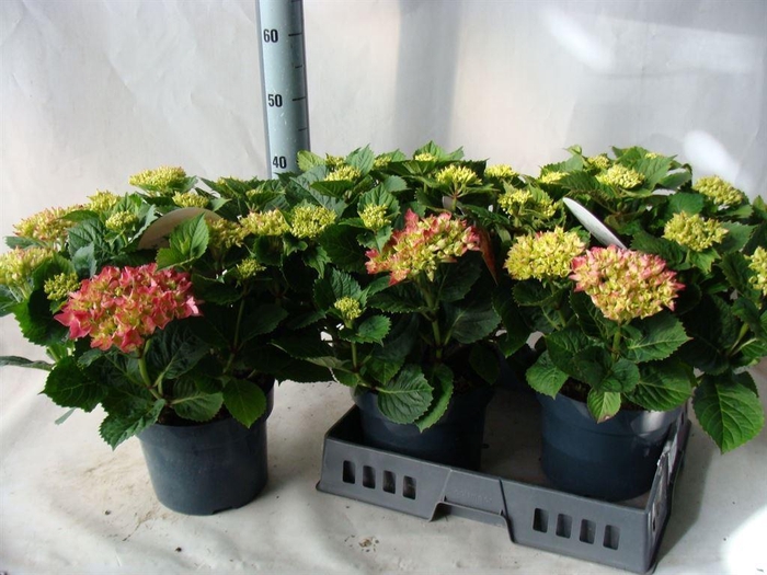 <h4>Hydrangea mac.   ...</h4>