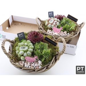 Arr Sempervivum