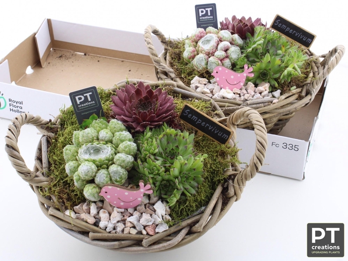 <h4>Arr Sempervivum</h4>