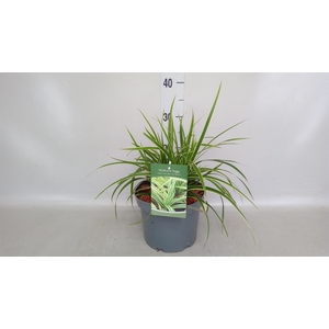 Carex morrowii 'Ice Dance'