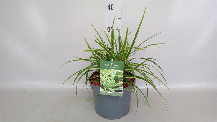 <h4>Carex morrowii 'Ice Dance'</h4>
