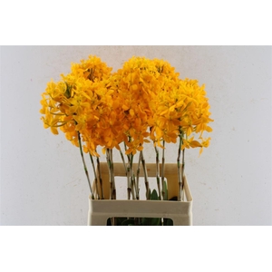 Epidendrum Chidori Yellow