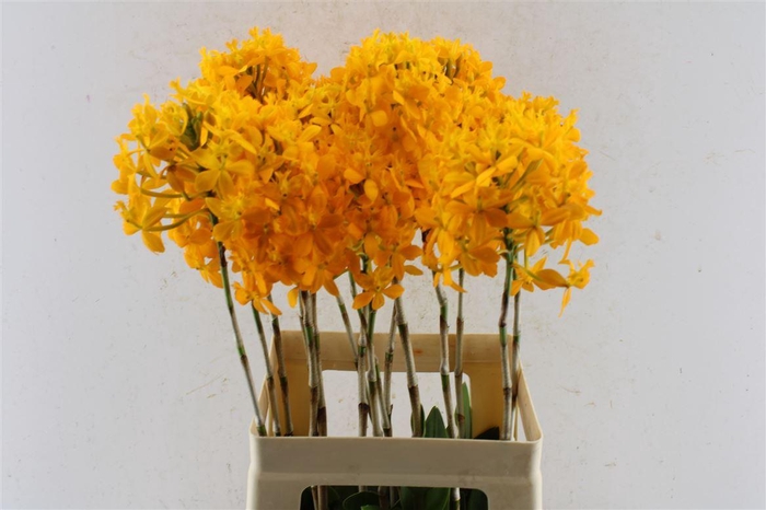 <h4>Epidendrum Chidori Yellow</h4>