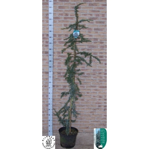 CEDRUS L GLAUCA